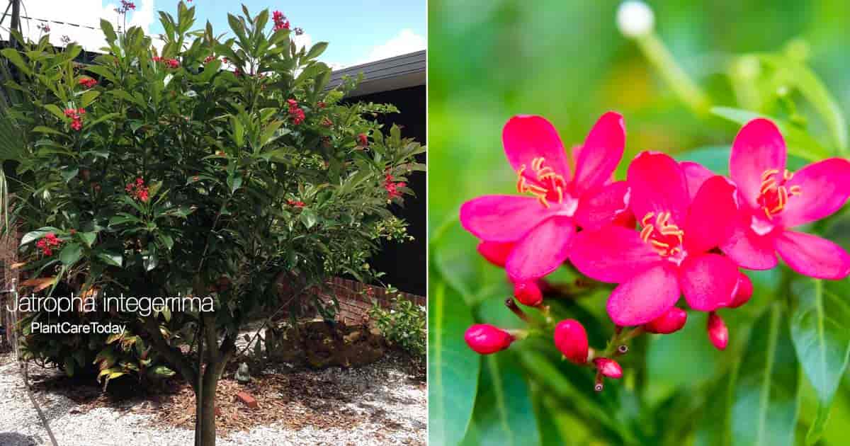 Jatropha integerrima vokser som et tre - blomster på nært hold