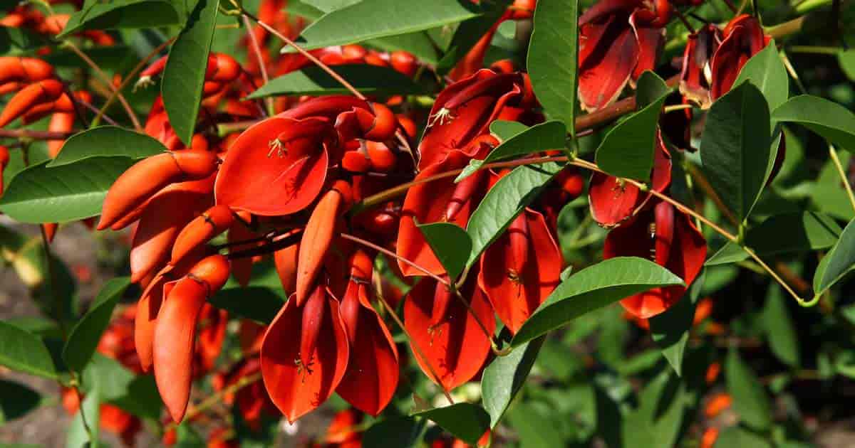 intense røde blomster av korstreet Cockspur (Erythrina)