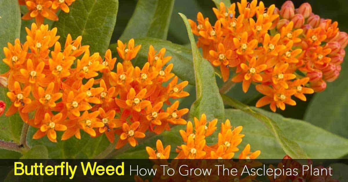blooms of the butterfly weed - Asclepias plants