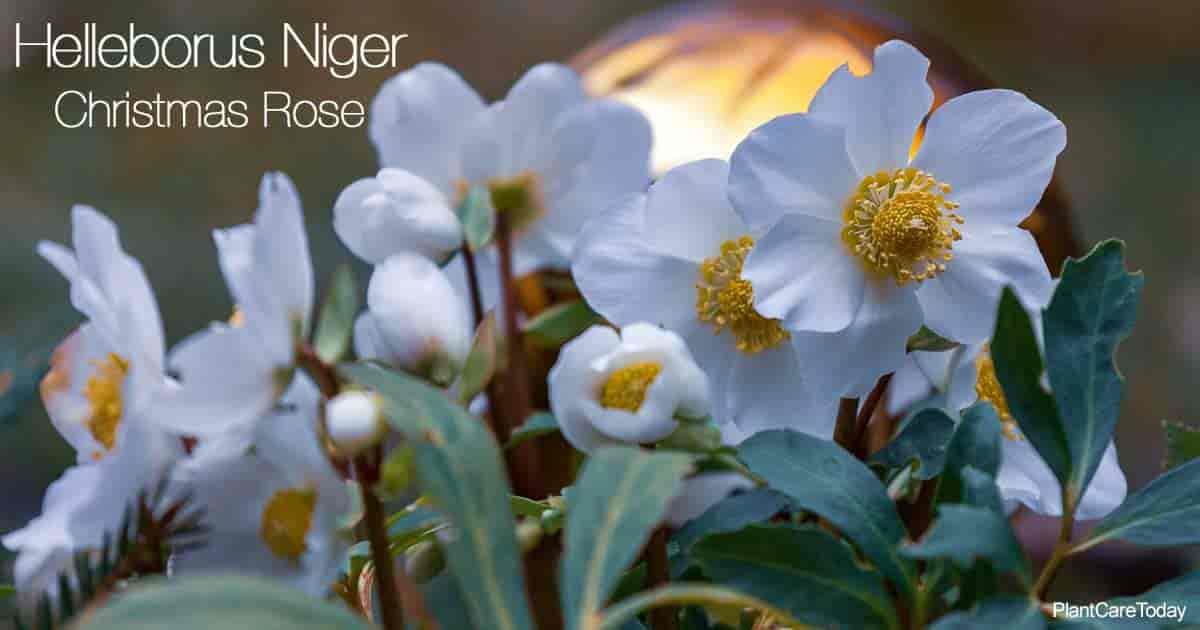 Flowering Christmas Rose (Helleborus Niger)