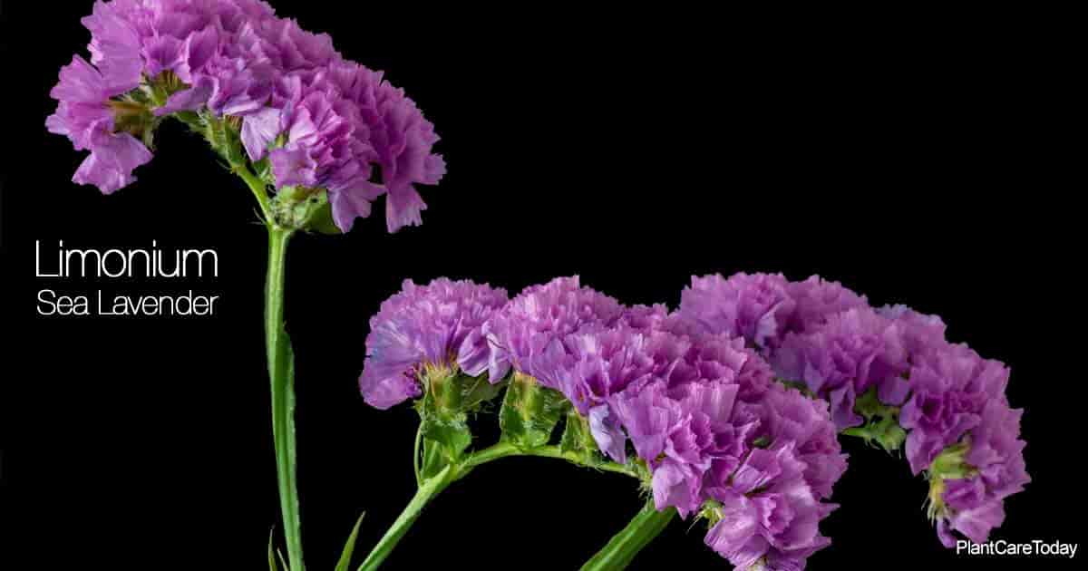 Sea lavender flower (Limonium) popular in flower arrangements