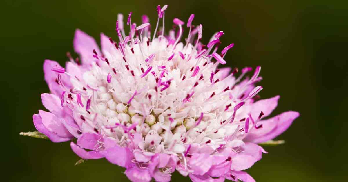 blooms of the Scabiosa pincushion plant