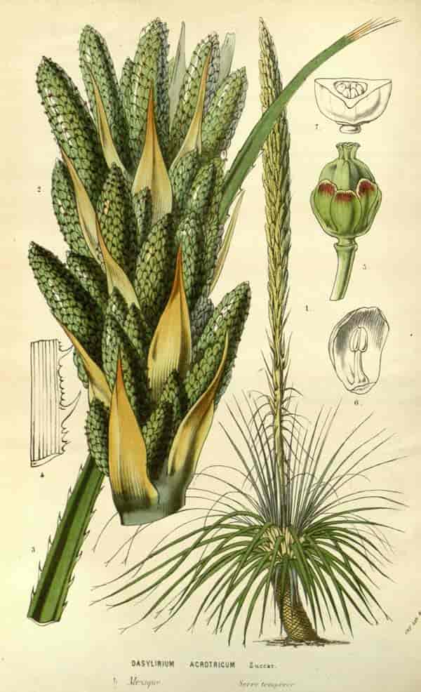 Dasylirion 'desert spoon' acrotrichum Publisert 1861