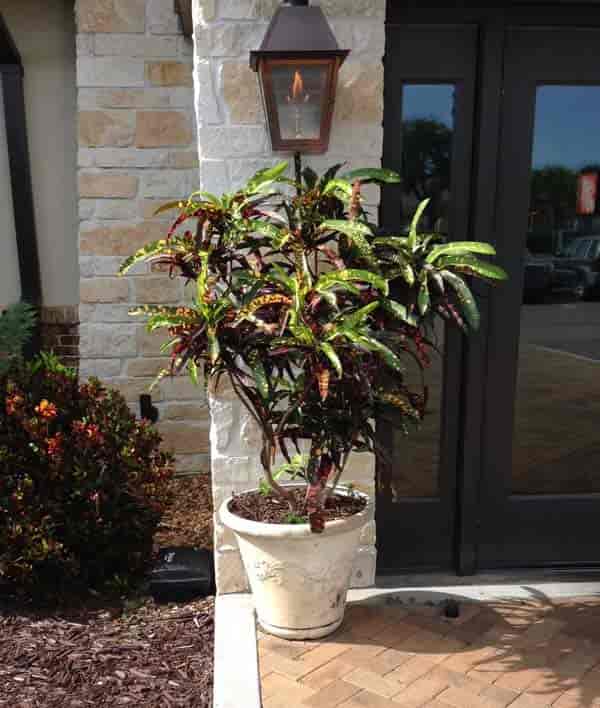 Croton grown as a tree outside Cheddar's Restaurant Tampa, Florida