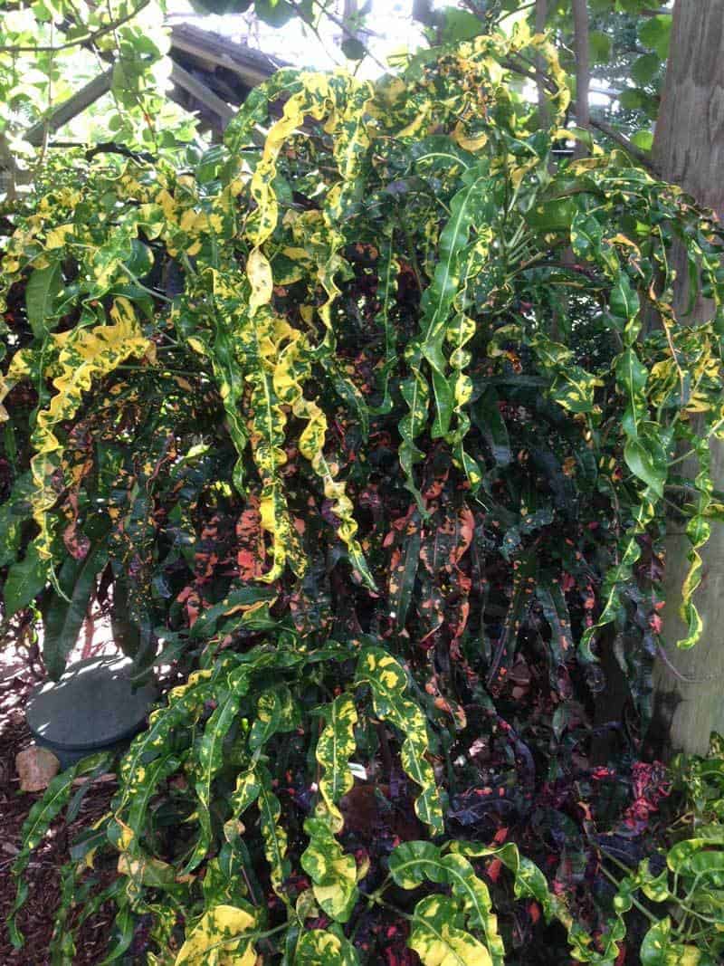 croton corkscrew at Legoland Sept 2016