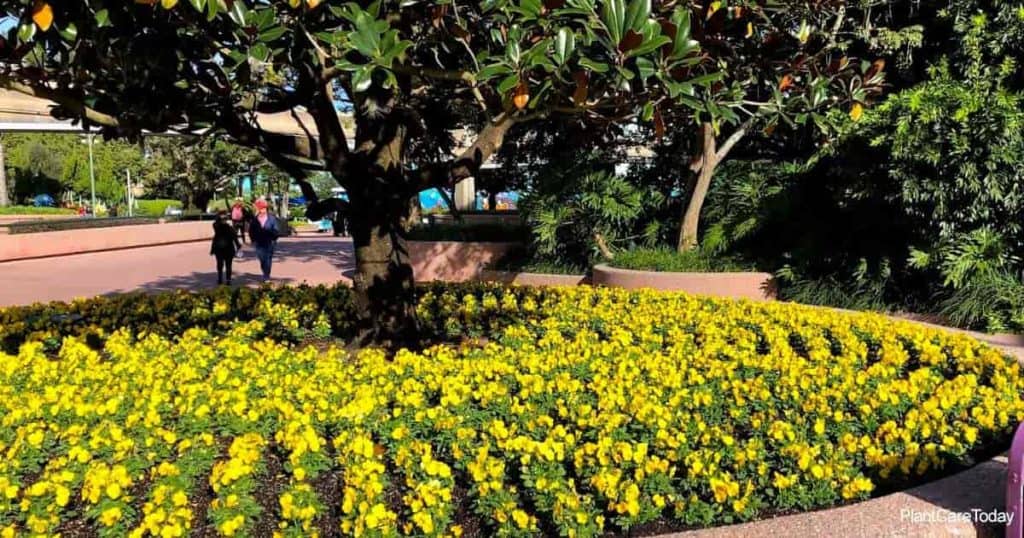 Yellow viola flower planted at Disney World's EPCOT