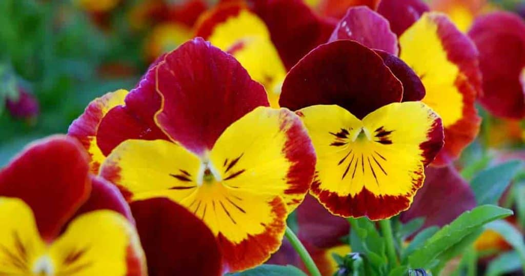 Modern Pansies with bright colorful flowers