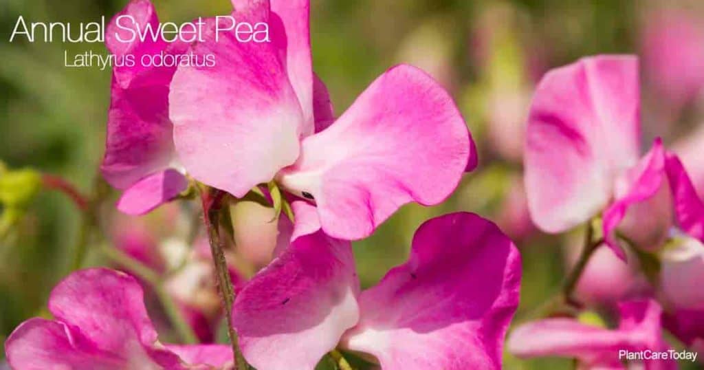 Close up of Lathyrus odoratus the annual sweet pea