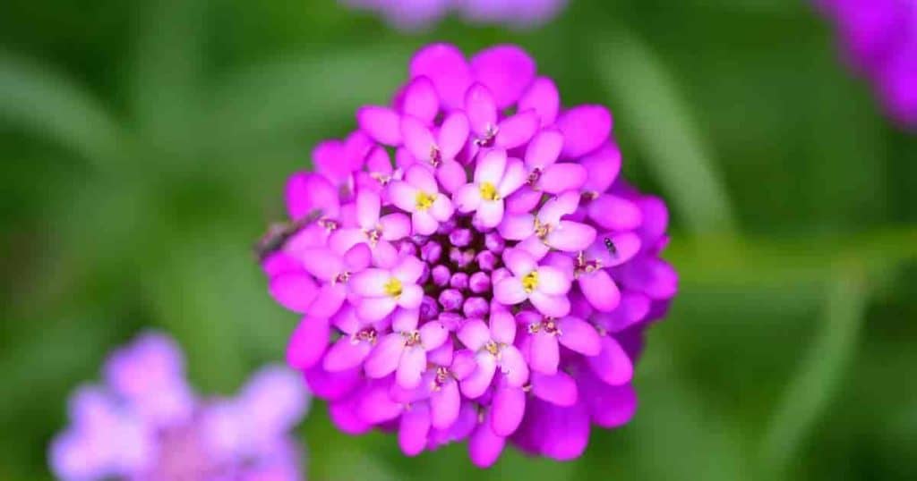 Flowers up close of the Candytuft Plant - Iberis Umbellata