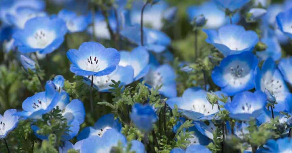 Pretty Baby Blue Flowers on The Nemophila plant