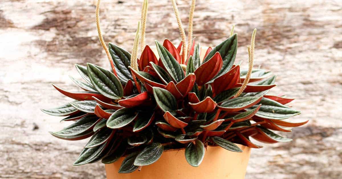 Potted peperomia in flower