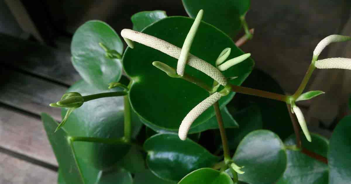 the coin peperomia - Peperomia polybotrya 'Jayde' 