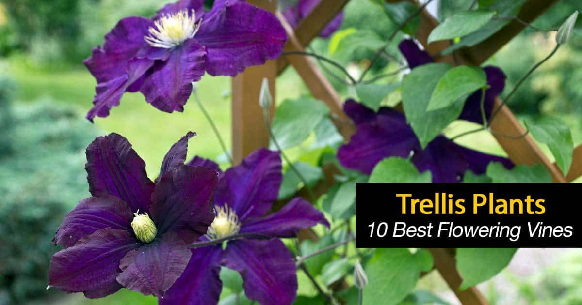 trellis plants vines