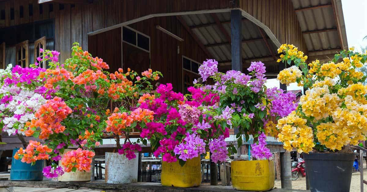 bougainvillea-assorted-06302016