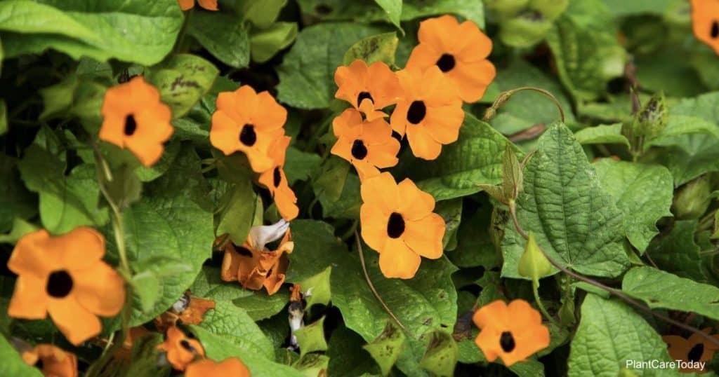 Flowering Thunbergia alata Black-eyed Susan vine