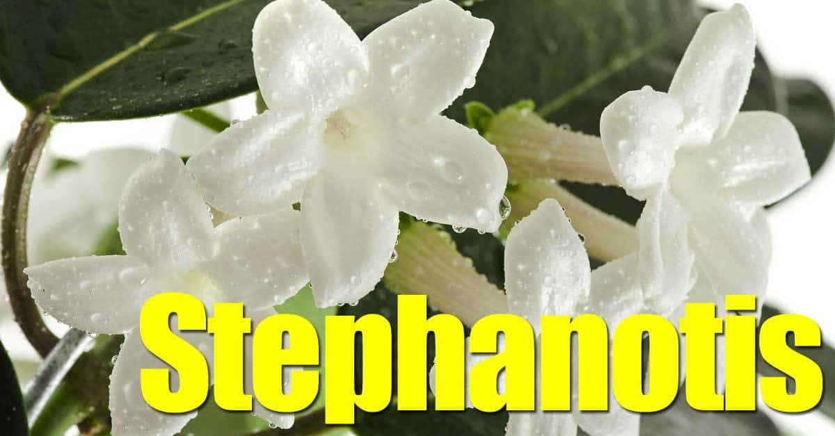 waxy, fragrant Bridal veil vine plant Stephanotis 