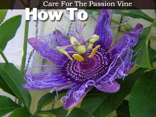 beautiful passion vine flower bloom