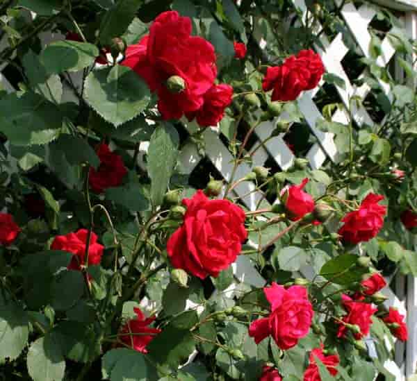 roses used as climbing plants for trellis flowers