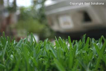 captiva-sod-close-up