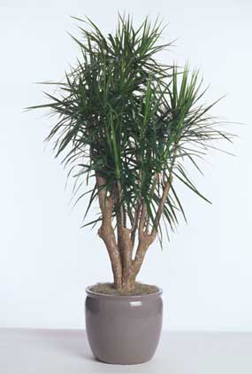 dracaena-marginata-stump-acclimated