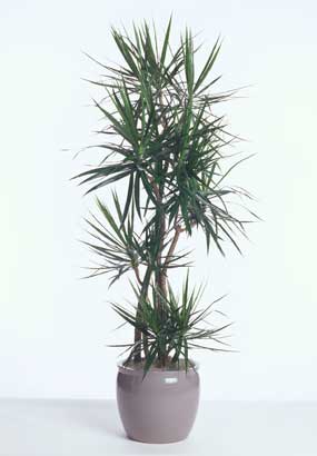 dracaena-marginata-cal-809