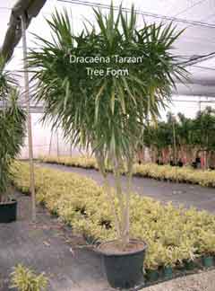 dracaena-tarzan-tree