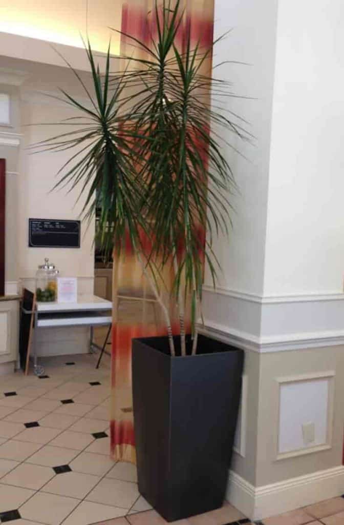 Dracaena marginata - Dragon Tree- used indoors in an Alabama  hotel lobby.