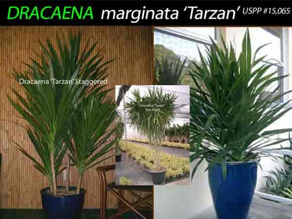 Dracaena tarzan in several forms