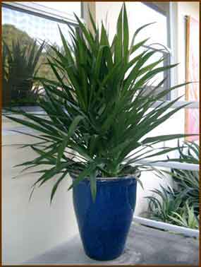 Dracaena Tarzan tips in a planter