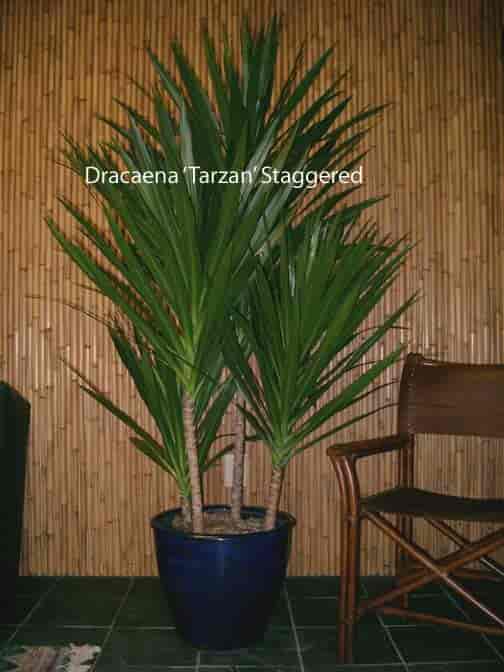 Staggered tips of Dracaena Tarzan