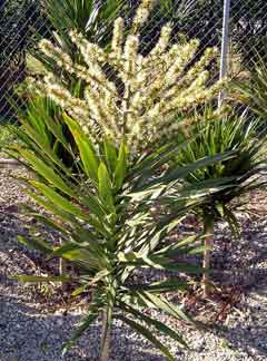 dracaena-tarzan-flower