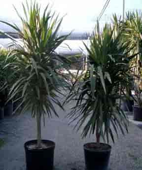 Tree form of Dracaena Tarzan