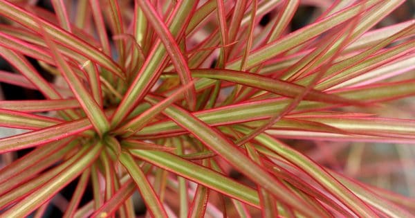 Dracaena marginata tricolor upclose