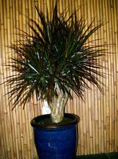 dracaena-magenta-stump