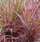 dracaena-colorama-small