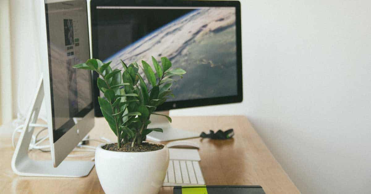 zz plant on desk