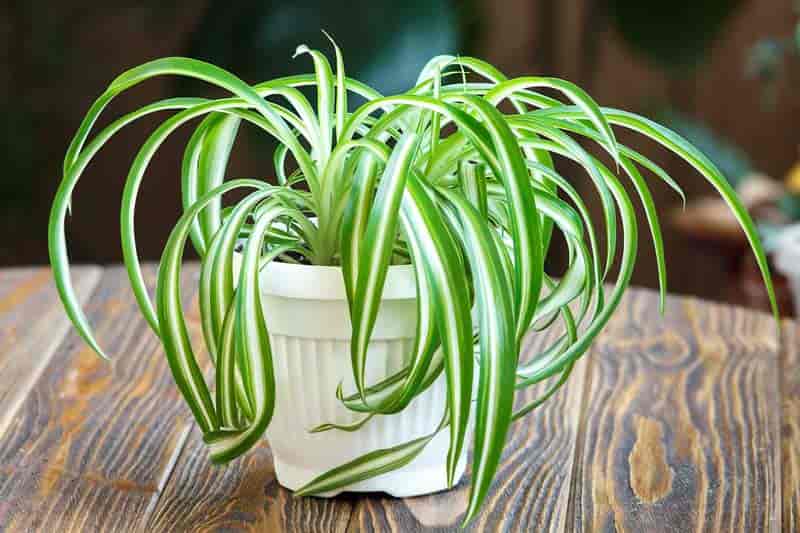 spider plant on table