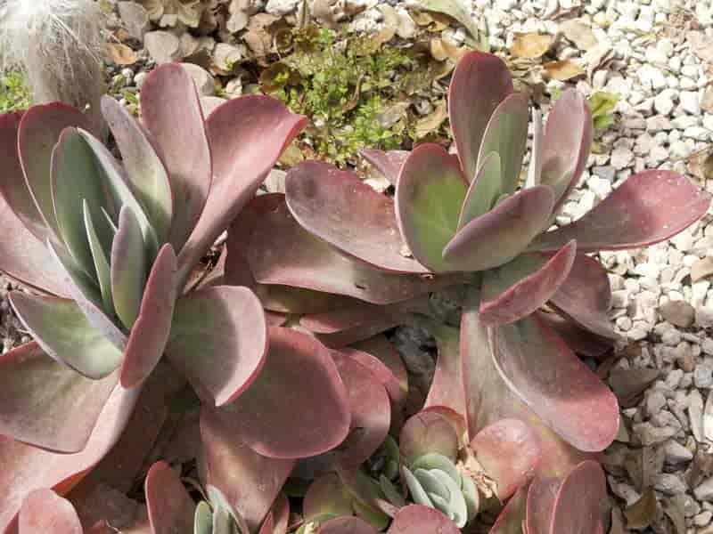 kalanchoe with tinted leaves - flapjack plant