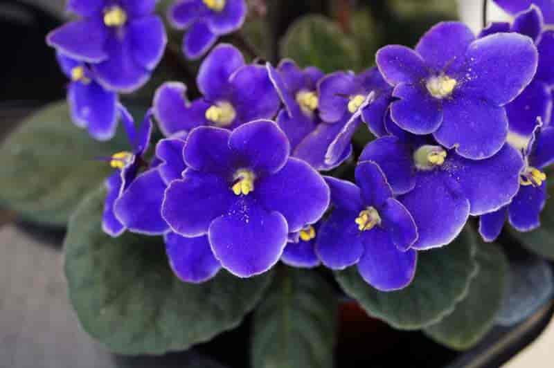 african violet in flower
