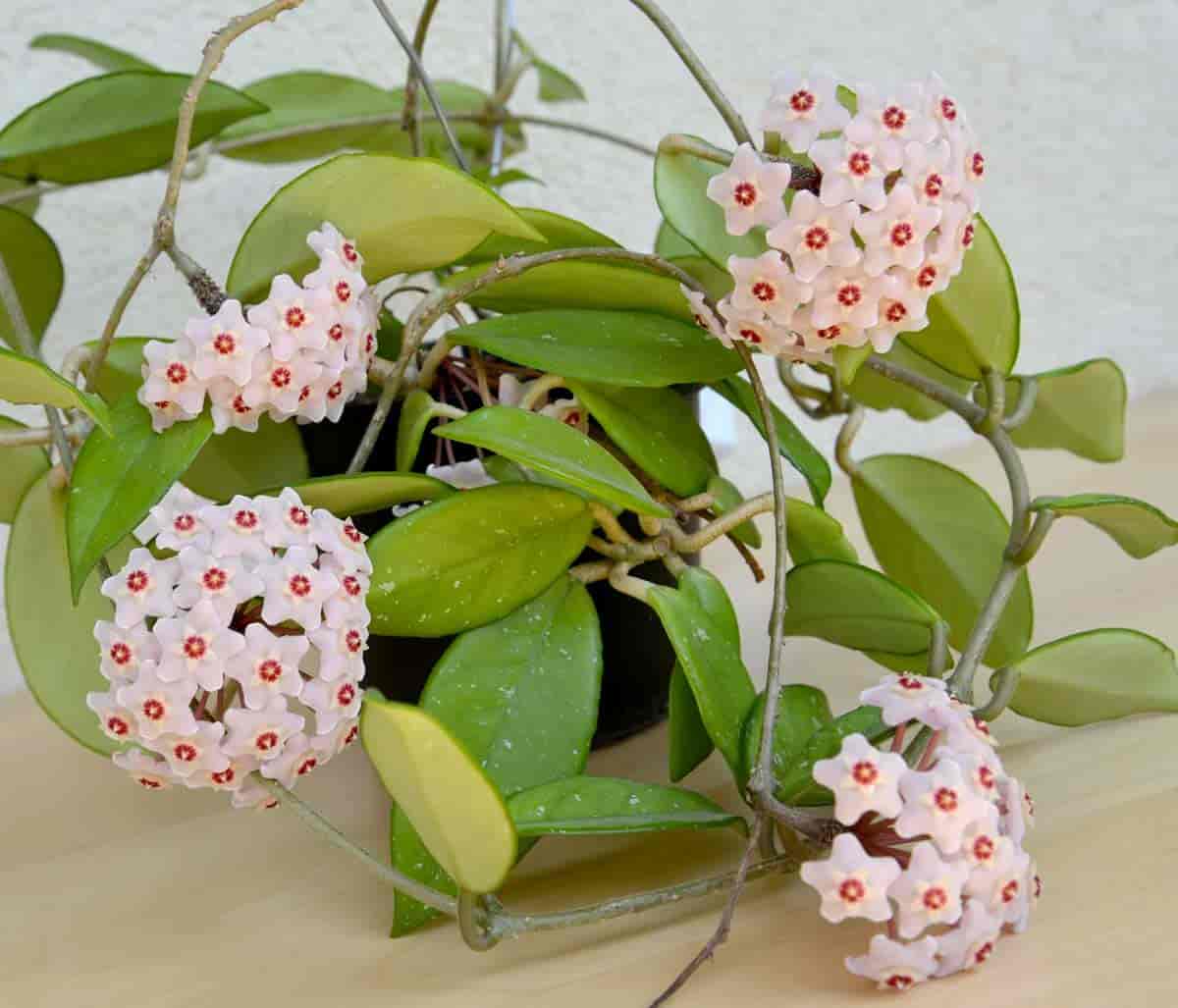 kurv med blomstrende Hoya carnosa med blomster