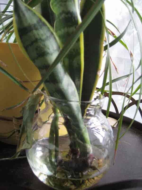snake plant propagation cutting rooting in bowl of water.