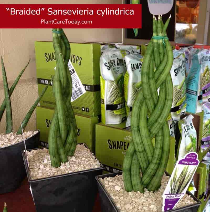 Braided cylindrica at Whole Food, Winter Park Florida 2014