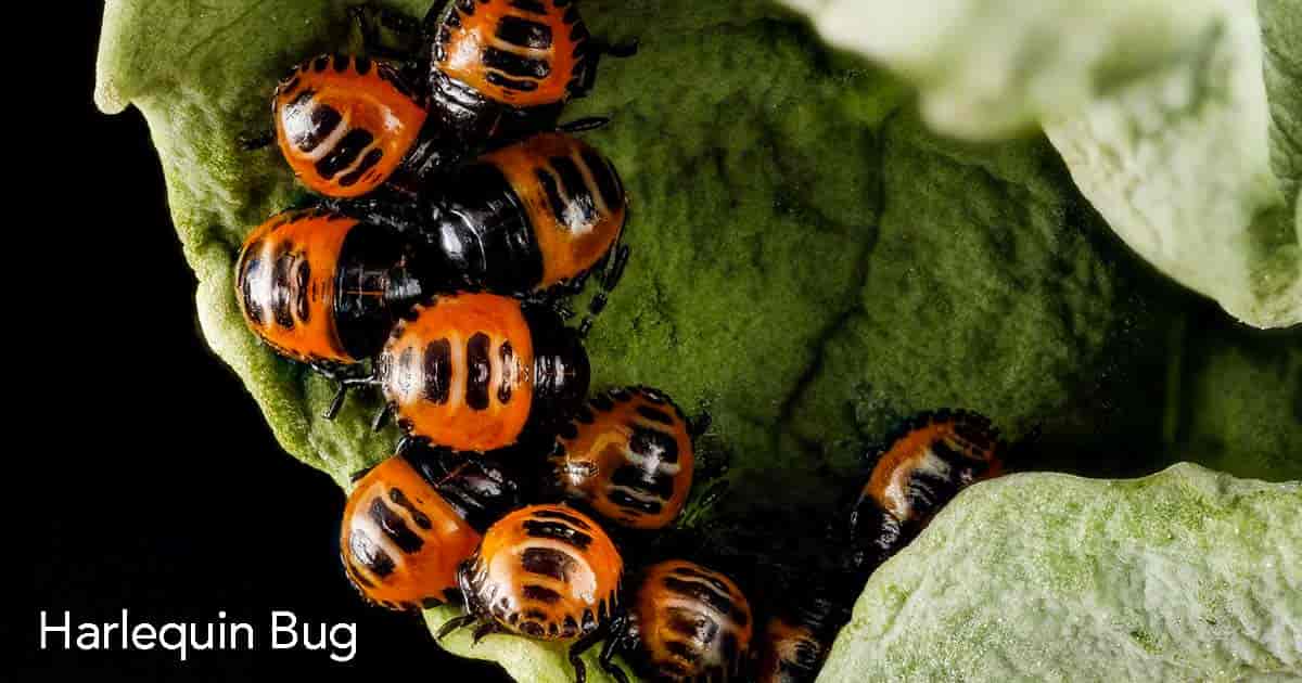 Harlequin bug