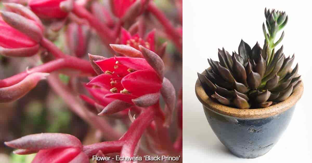 Black Prince Succulent Echeveria Care - Hagearbeider