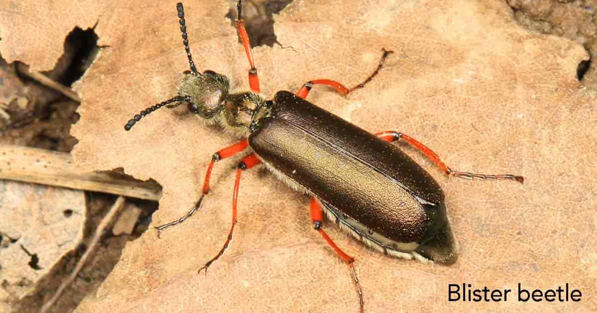 Blister Beetle