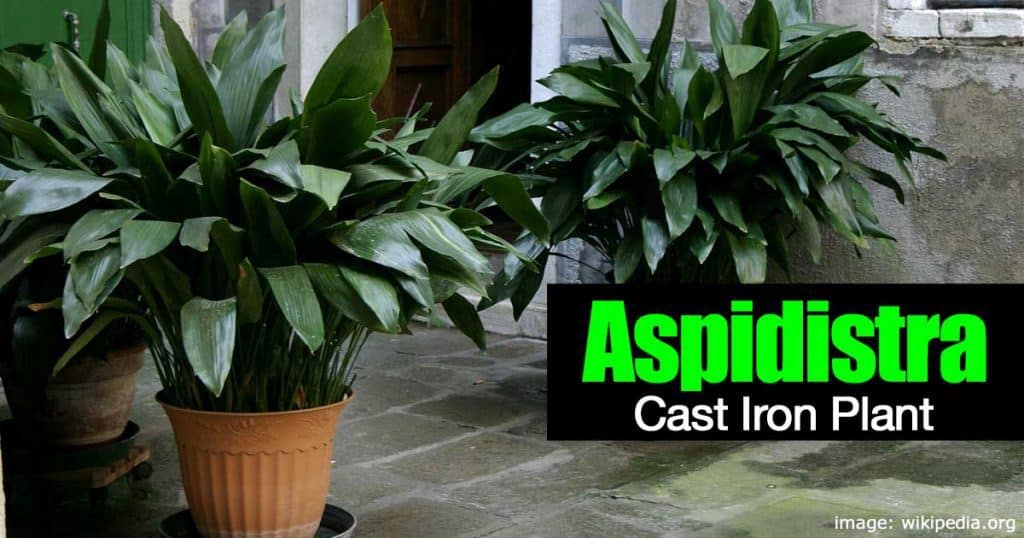Aspidistra elatior aka cast iron plant potted at front entry
