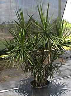 dracaena marginata 14 inch Candelabra