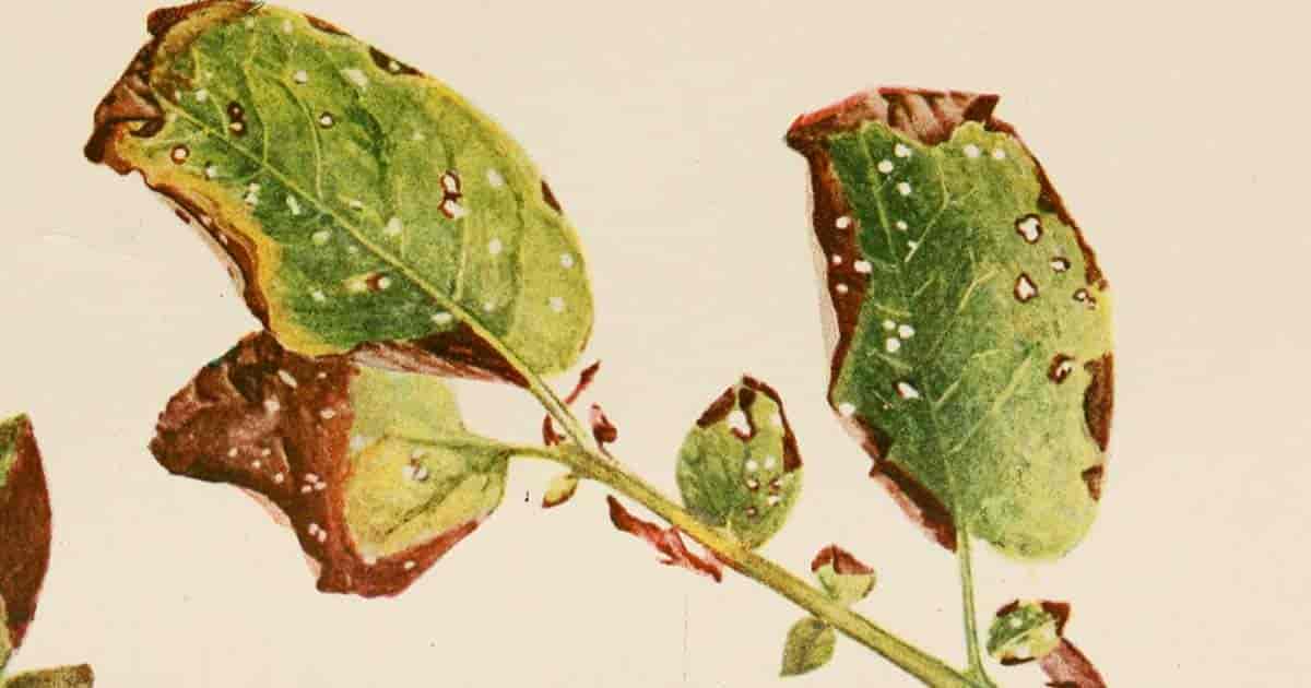 difference between early blight and late blight