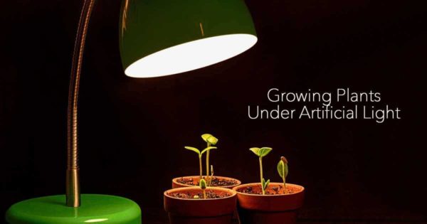 growing plants under artificial light using a grow light bulb with seedlings sprouting
