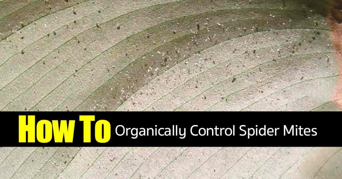 What do spider mites look like? See them up close with their webs